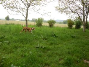 Carlo-Podiw.-12-HE10