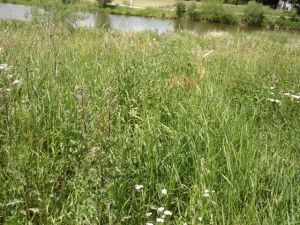 Carlo-Podiw.-12-HE12