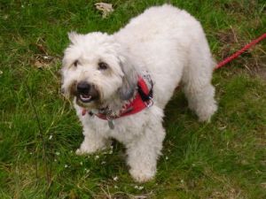 Dulce_Fine_2006-1-HE05