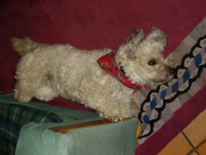 Dulce_Fine_2006-2-HE05