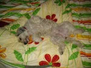 Dulce_Fine_2008-2-HE05