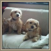 01alesia-aleria-2011