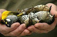 Bienensterben Bienensterben