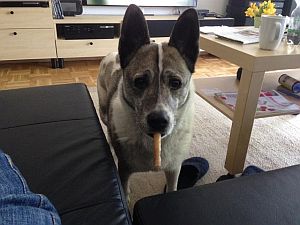 Bijou-HE31 Bijou-HE31