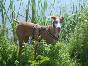 Carlo-Podiw.-12-HE24