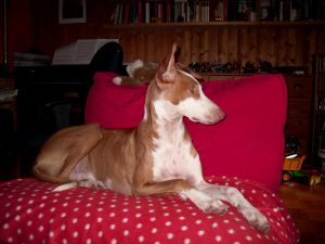 Carlo-Podiw.-12-HE26