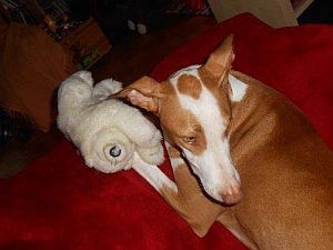 Carlo-Podiw.-12-HE33