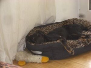 Cocker-Mix-Welpen-Elli8