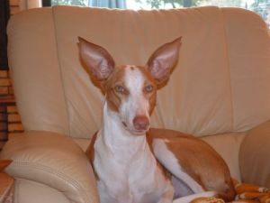 DER-PODENCO1