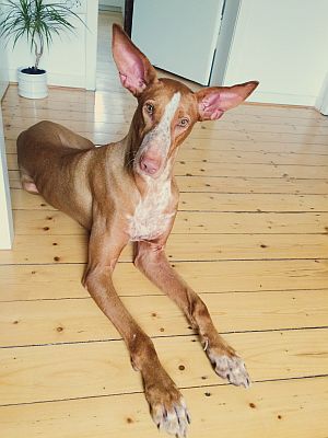 Franjo-Henry23 Franjo-Henry23