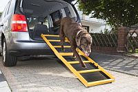 Hundealter Hundealter