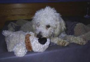 LottimitStoffhund-HE05