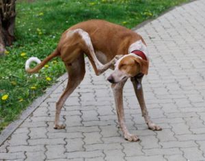 Octavia-Ostergruss-1