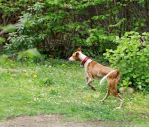 Octavia-Ostergruss-2