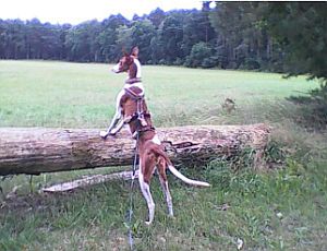 Quincy-HE41 Quincy-HE41