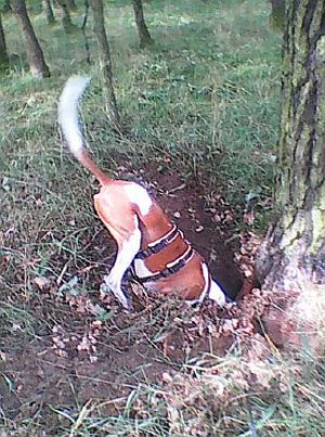 Quincy-HE42 Quincy-HE42