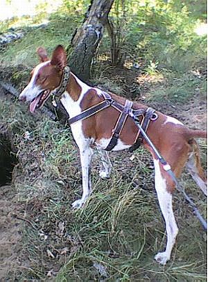 Quincy-HE43 Quincy-HE43