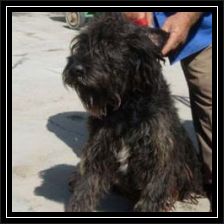 Regenbogen-Bali-toetung