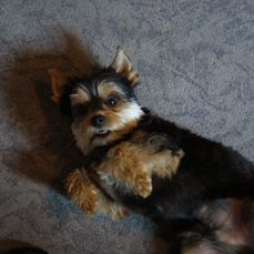 Rocky-Yorkie12-HE10