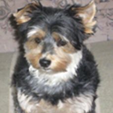 Rocky-Yorkie12-HE14