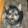 Rocky-Yorkie12-HE18