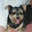 Rocky-Yorkie12-HE20