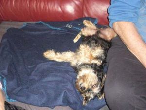 Rocky-Yorkie12-HE7