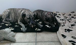 Sammy-Bardino36-2008