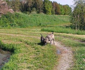 Sammy-Bardino37-2008