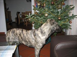 Sammy_Bardino-5-2008