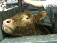 Schlachthoefe Schlachthoefe