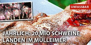 Schweine2 Schweine2