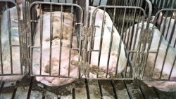 Schweinemast-landsberg Schweinemast-landsberg