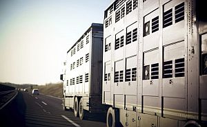 Tiertransporte Tiertransporte