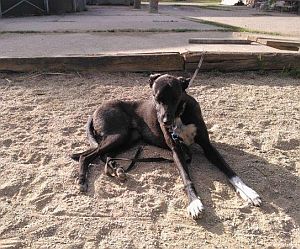 Torro14-HE17 Torro14-HE17