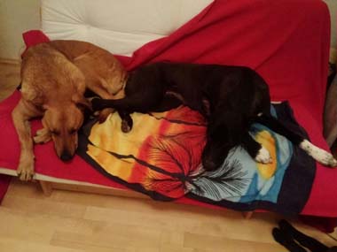 Torro14-HE9 Torro14-HE9