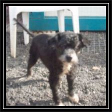 regenbogen-opa-nikki